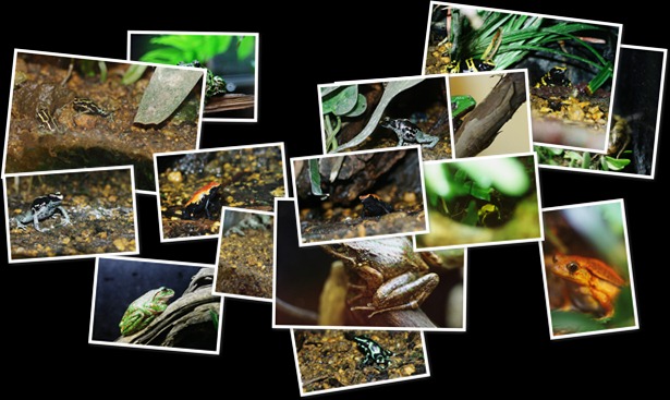 "カエル" の表示